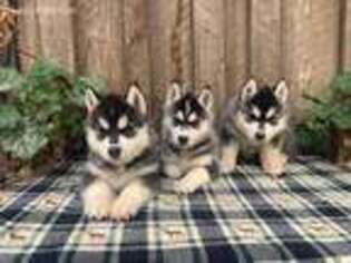 Siberian Husky Puppy for sale in Staples, MN, USA