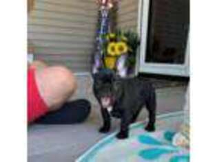 French Bulldog Puppy for sale in Granville, IL, USA