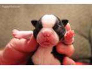 Boston Terrier Puppy for sale in Wichita, KS, USA