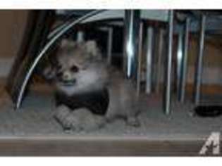 Pomeranian Puppy for sale in BOYNTON BEACH, FL, USA