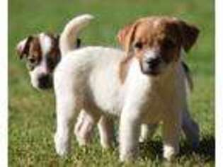 Jack Russell Terrier Puppy for sale in Riverside, CA, USA