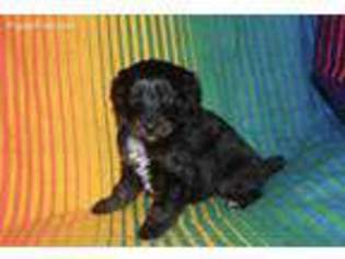 Mutt Puppy for sale in Midvale, ID, USA