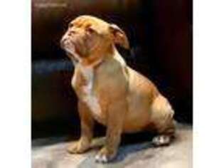 Olde English Bulldogge Puppy for sale in Gravel Switch, KY, USA