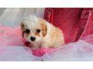 Cavachon Puppy for sale in Hartville, MO, USA