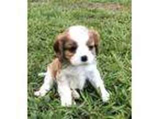 Cavapoo Puppy for sale in Buna, TX, USA
