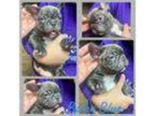 French Bulldog Puppy for sale in Willimantic, CT, USA