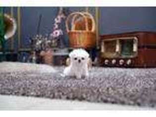 Maltese Puppy for sale in Jackson, MI, USA