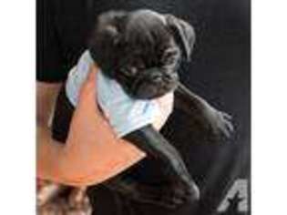Pug Puppy for sale in SAN LEANDRO, CA, USA