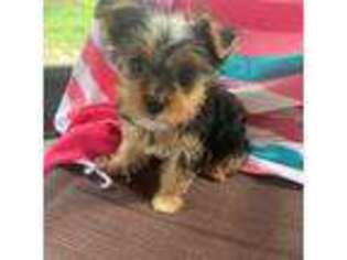 Yorkshire Terrier Puppy for sale in Cocoa, FL, USA