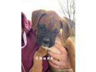 Boxer Puppy for sale in Price, UT, USA