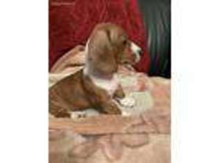 Dachshund Puppy for sale in Brooklyn, NY, USA