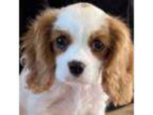 Cavalier King Charles Spaniel Puppy for sale in Wayne, NJ, USA