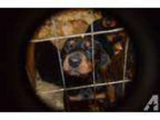 Doberman Pinscher Puppy for sale in COATESVILLE, PA, USA