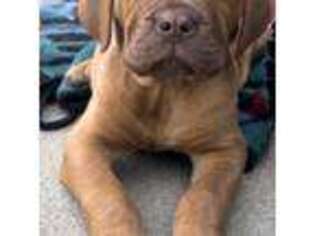 American Bull Dogue De Bordeaux Puppy for sale in Greenville, OH, USA