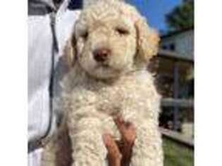 Labradoodle Puppy for sale in Greenacres, WA, USA