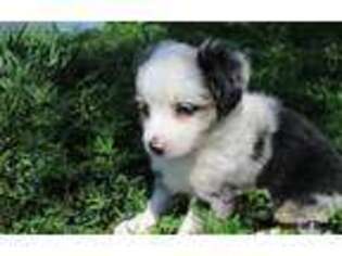 Miniature Australian Shepherd Puppy for sale in Odessa, TX, USA