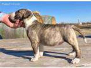 Bull Terrier Puppy for sale in Whitesboro, TX, USA