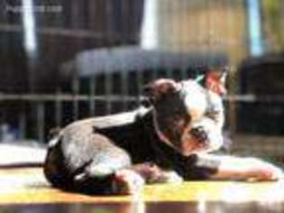 Boston Terrier Puppy for sale in Raymond, WA, USA