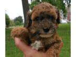 Mutt Puppy for sale in Glendive, MT, USA