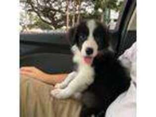 Border Collie Puppy for sale in Honolulu, HI, USA