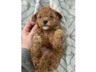 Mutt Puppy for sale in West Columbia, SC, USA