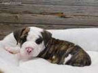 Bulldog Puppy for sale in Sullivan, OH, USA