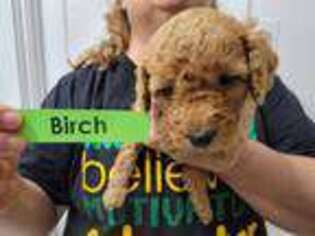 Mutt Puppy for sale in Magnolia, MS, USA