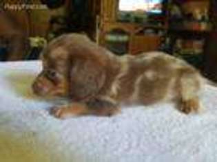 Dachshund Puppy for sale in Jefferson, WI, USA