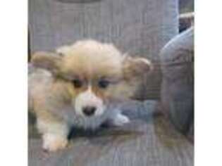 Pembroke Welsh Corgi Puppy for sale in Vale, OR, USA