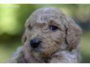 Goldendoodle Puppy for sale in Prince Frederick, MD, USA