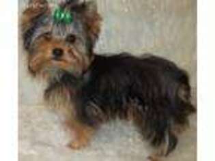 Yorkshire Terrier Puppy for sale in Stacy, MN, USA