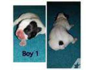 French Bulldog Puppy for sale in DECATUR, AL, USA