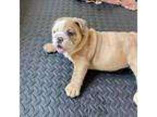 Bulldog Puppy for sale in Palm Harbor, FL, USA