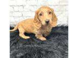 Dachshund Puppy for sale in Fort Lauderdale, FL, USA