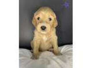 Goldendoodle Puppy for sale in Champaign, IL, USA