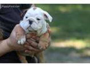 Bulldog Puppy for sale in Upper Marlboro, MD, USA