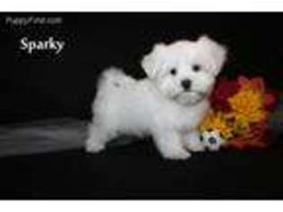 Maltese Puppy for sale in Leon, IA, USA