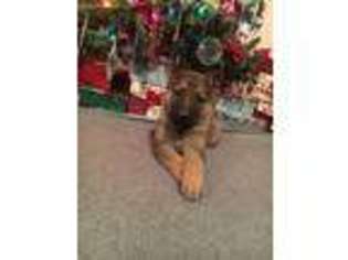 German Shepherd Dog Puppy for sale in Huntington, IN, USA