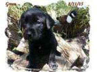 Labrador Retriever Puppy for sale in AUSTIN, TX, USA