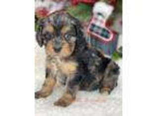 Cavapoo Puppy for sale in Logansport, IN, USA