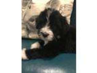 Portuguese Water Dog Puppy for sale in Cookeville, TN, USA