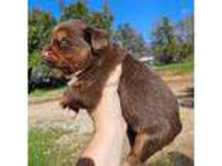 Mutt Puppy for sale in Dale, TX, USA