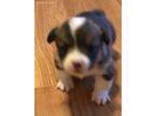 Pembroke Welsh Corgi Puppy for sale in Madison, AL, USA
