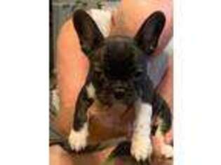 French Bulldog Puppy for sale in Cleveland, OK, USA