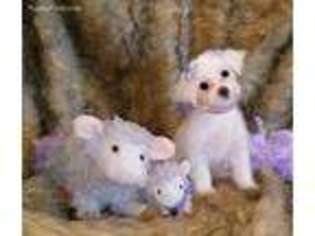 Maltese Puppy for sale in Barnett, MO, USA