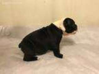 Olde English Bulldogge Puppy for sale in Falcon, MO, USA