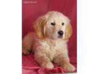 Golden Retriever Puppy for sale in Jackson Heights, NY, USA