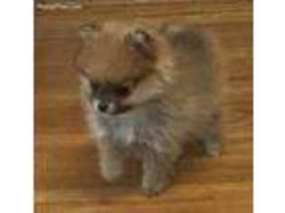 Pomeranian Puppy for sale in Sherwood, MI, USA