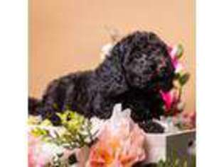 Goldendoodle Puppy for sale in Palm Bay, FL, USA