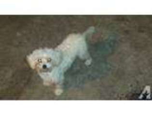 Maltese Puppy for sale in MAGNOLIA, TX, USA